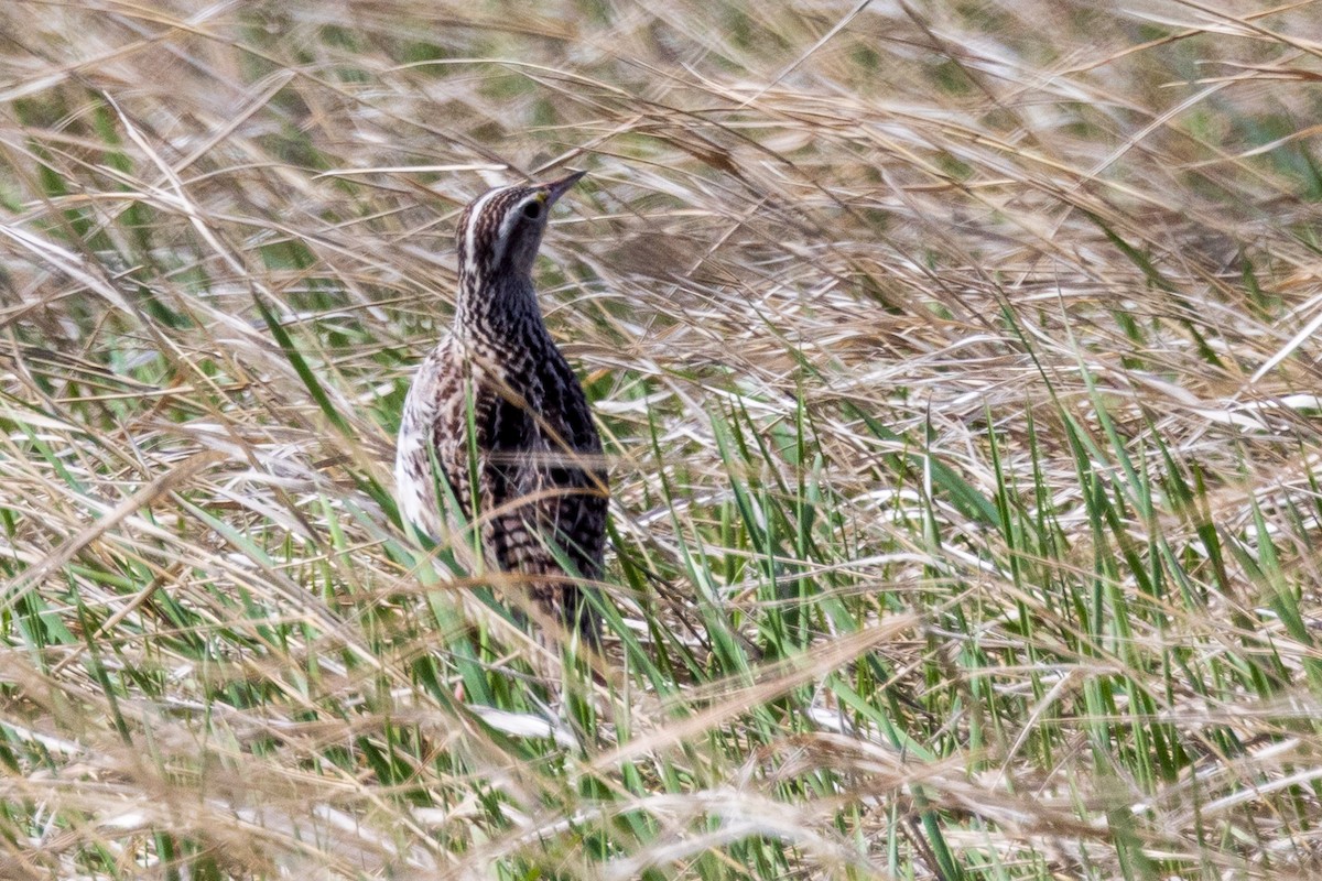 Western Meadowlark - ML619321460