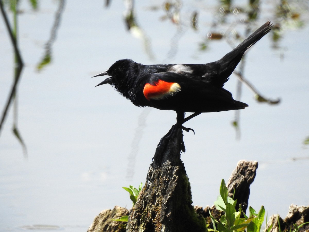 Red-winged Blackbird - Edgar Otto