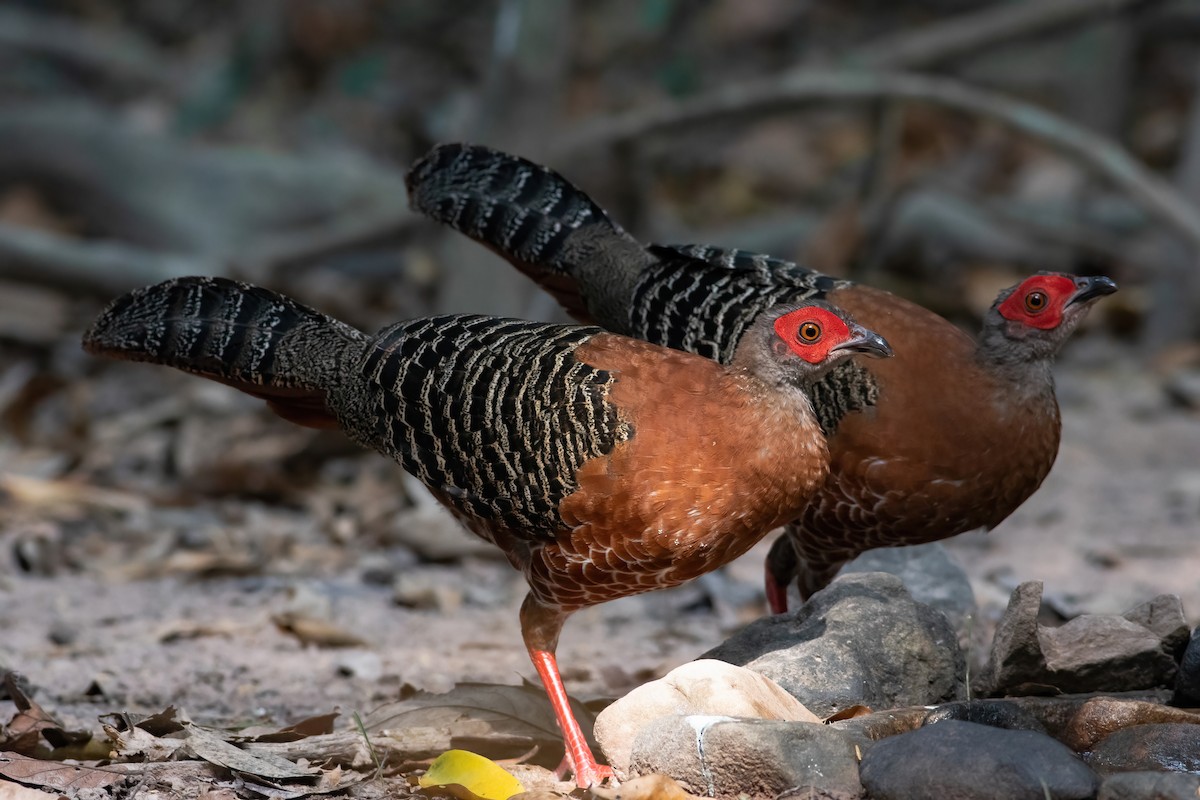 Siamese Fireback - Mardy Sean (SVC)