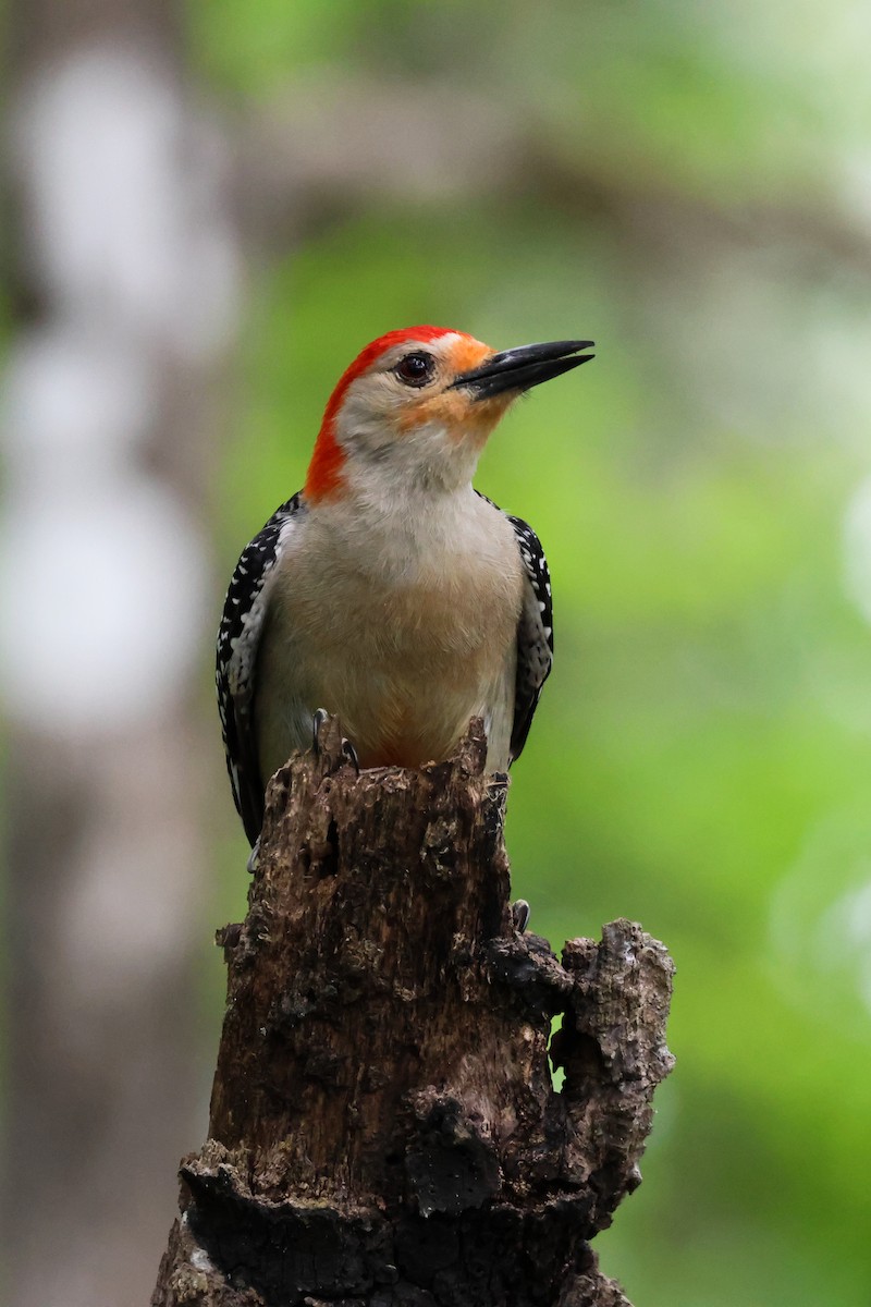 Red-bellied Woodpecker - ML619321493