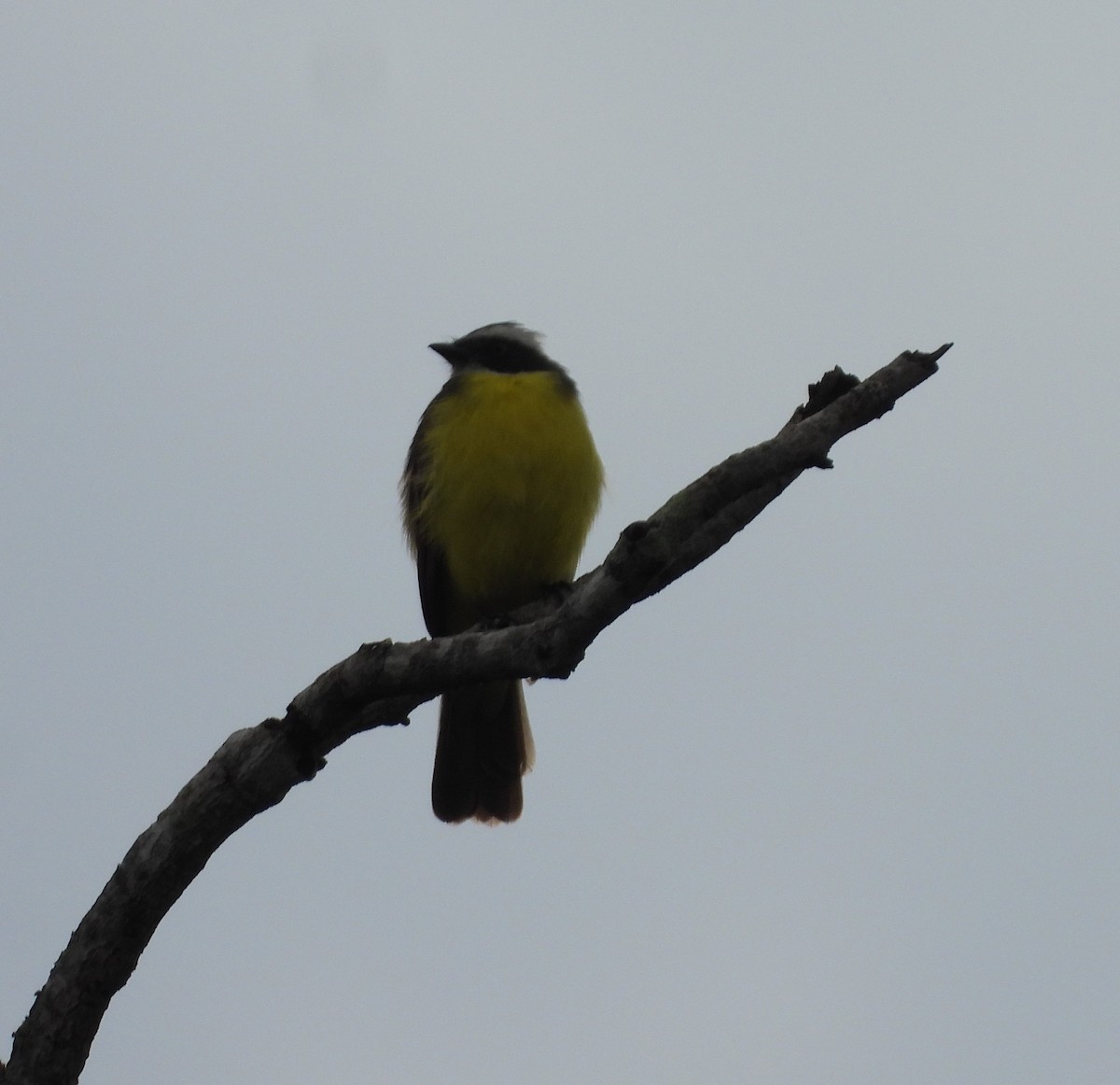 Social Flycatcher - Albeiro Erazo Farfán