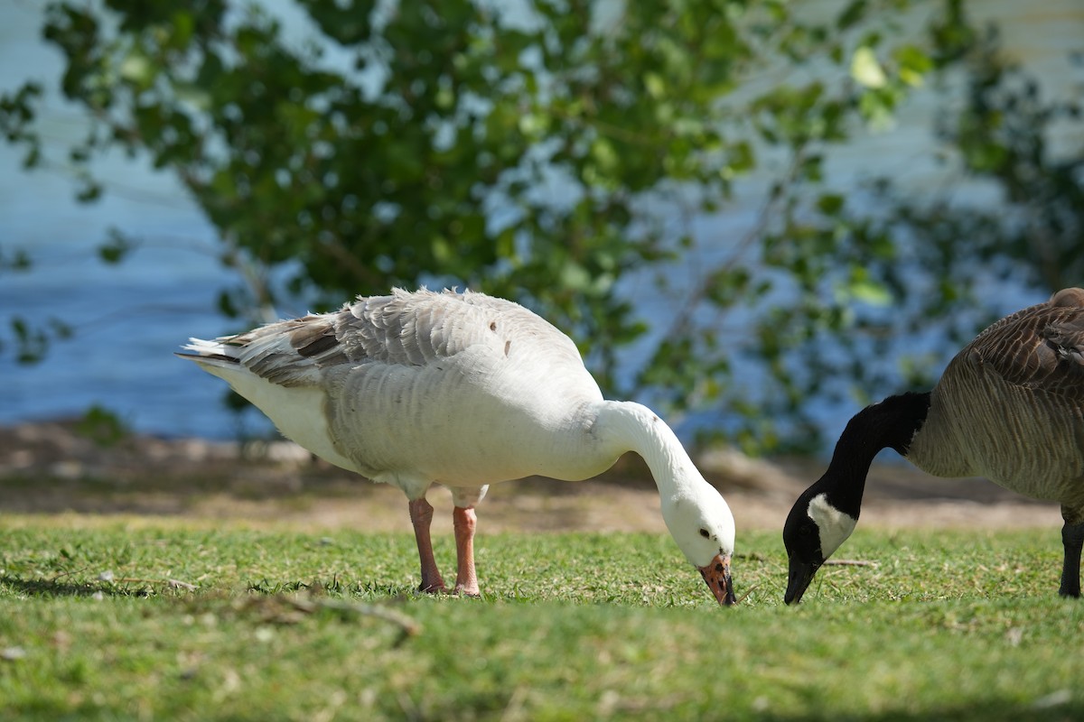 Snow Goose - Christophe Rouleau-Desrochers