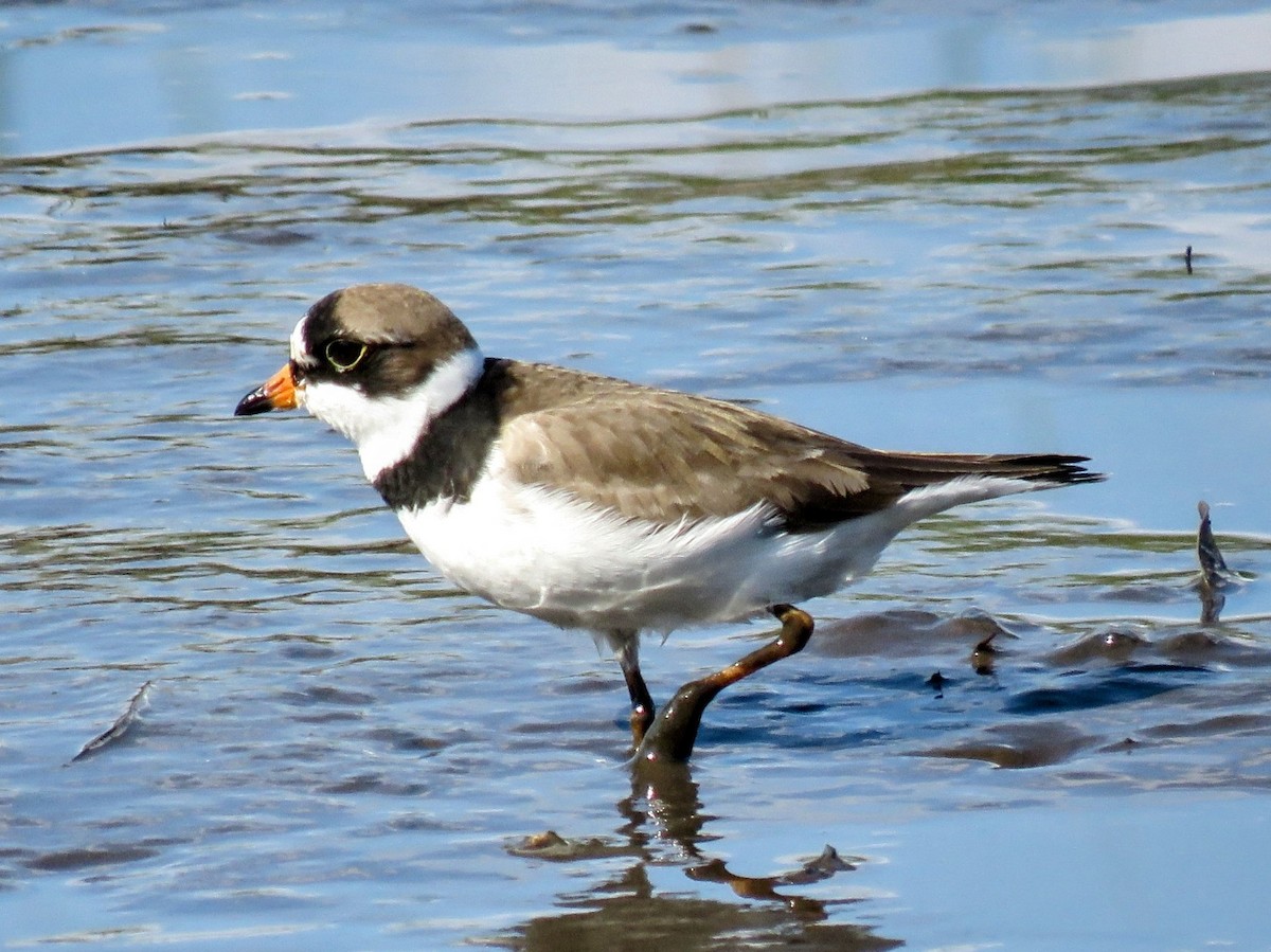 Semipalmated Plover - Lisa Mills