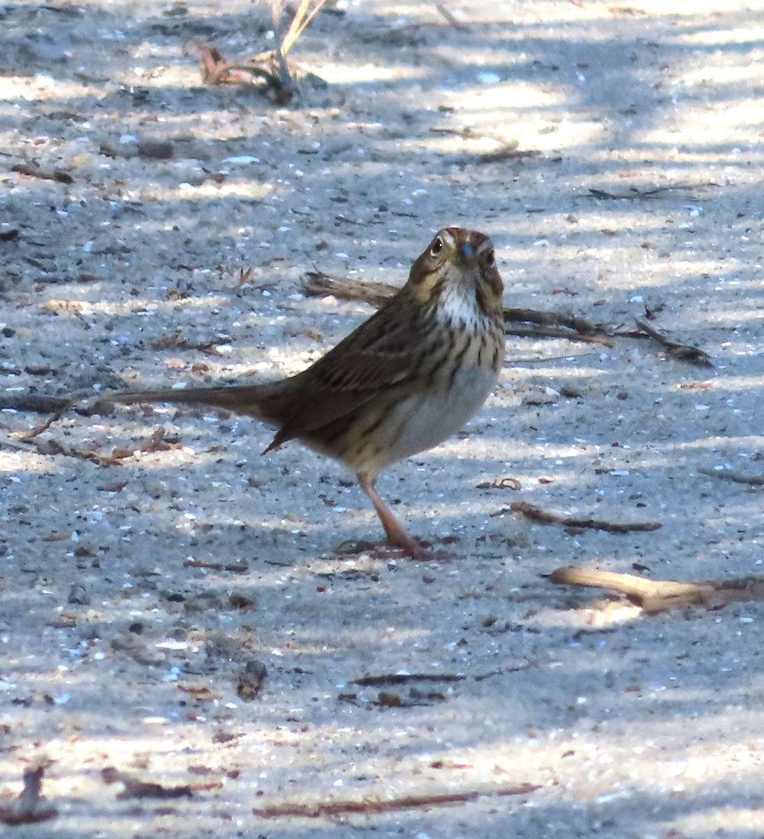 Lincoln's Sparrow - ML619321519