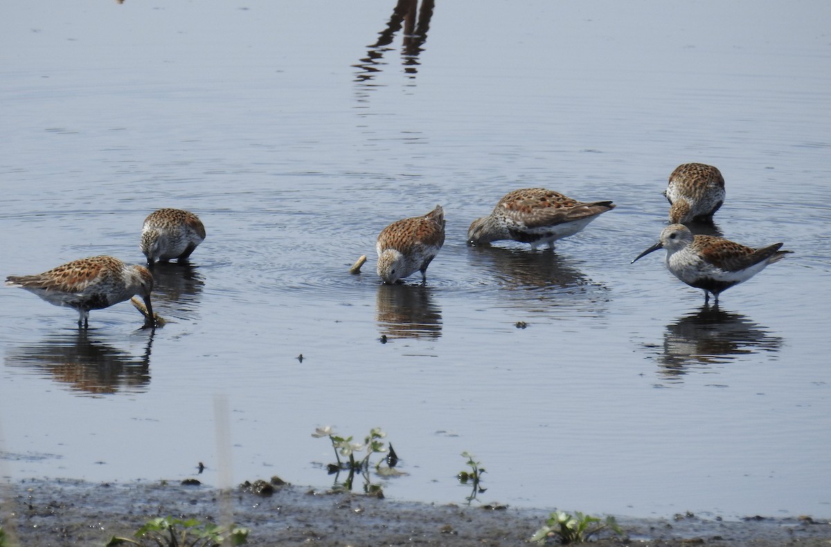 Dunlin - ML619321524