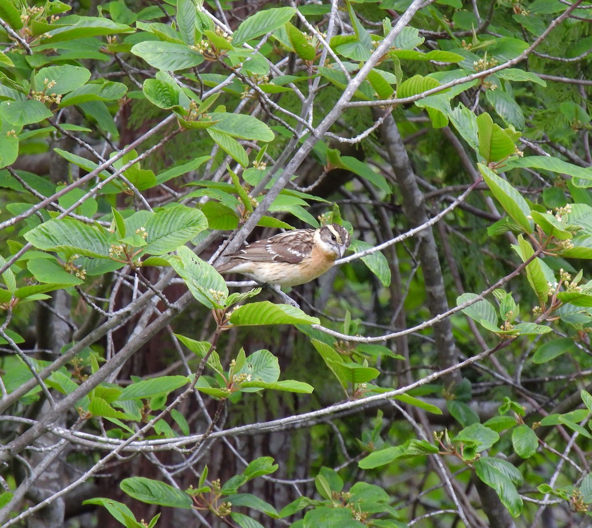 Black-headed Grosbeak - K & K Pritchard