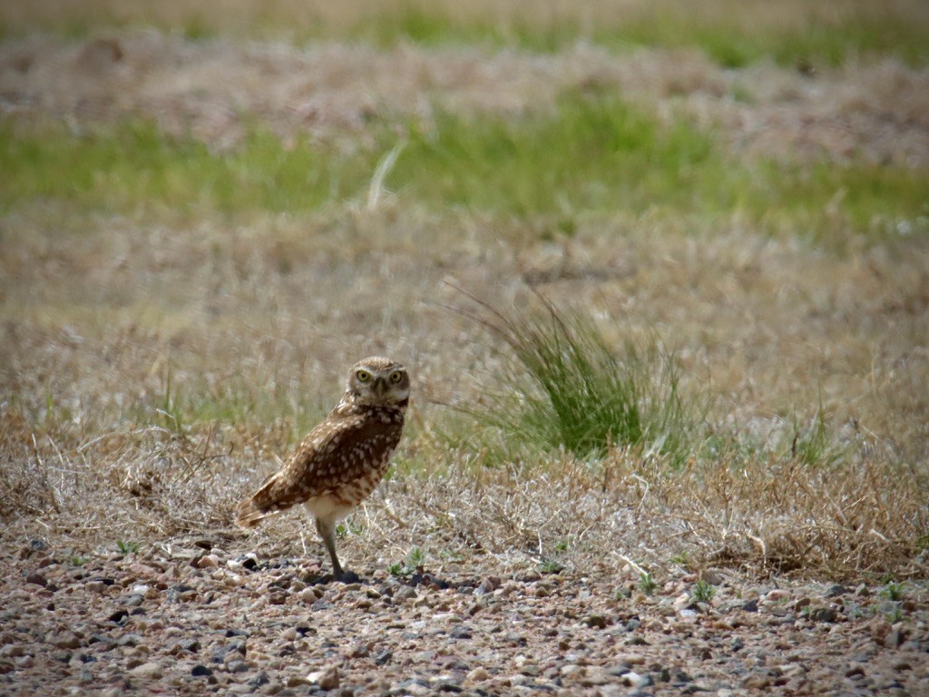 Burrowing Owl - ML619321549