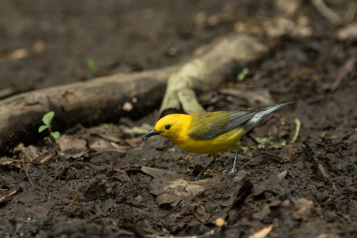 Prothonotary Warbler - Alex Bernzweig