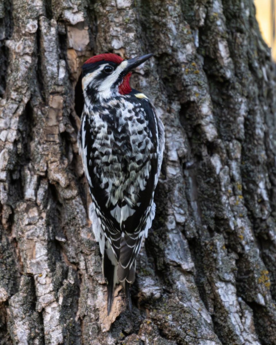 Yellow-bellied Sapsucker - Al Halstead