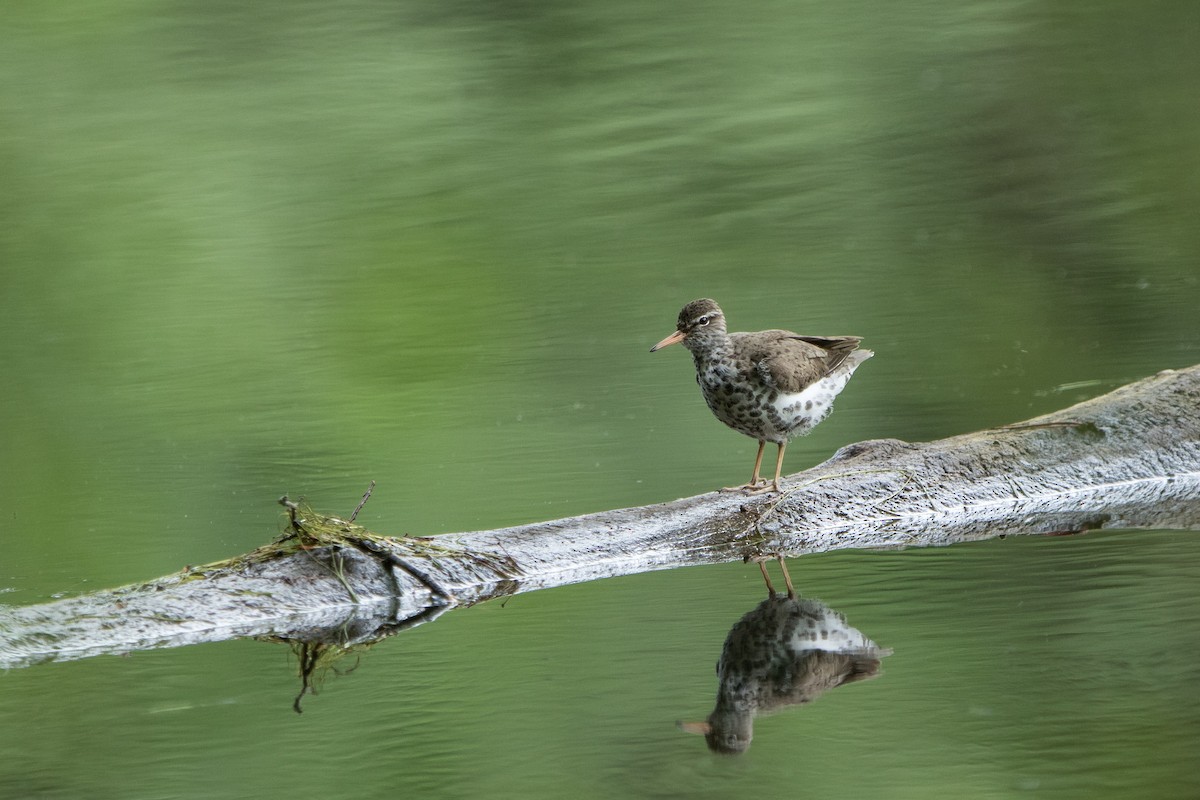 Spotted Sandpiper - ML619321569