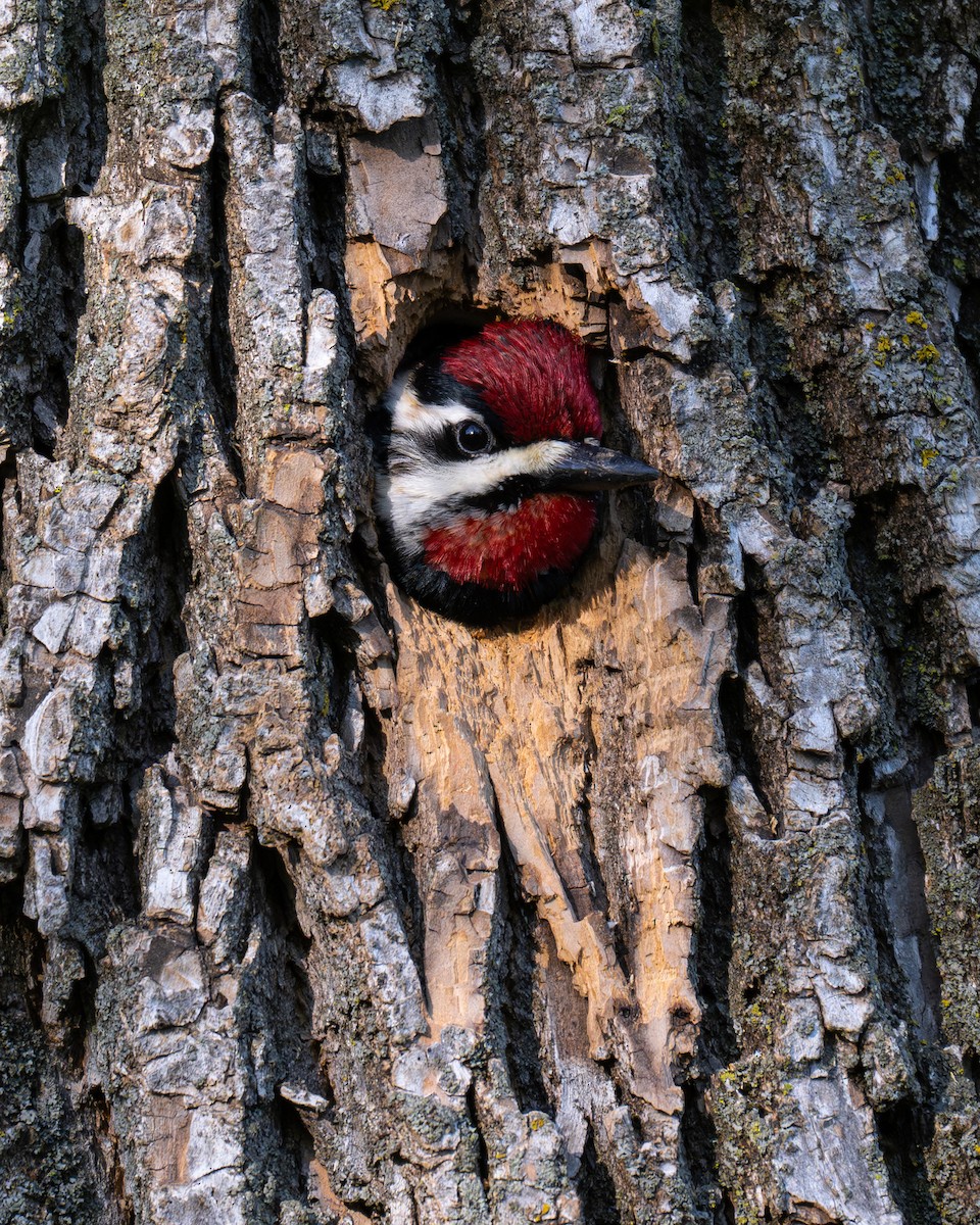 Yellow-bellied Sapsucker - Al Halstead