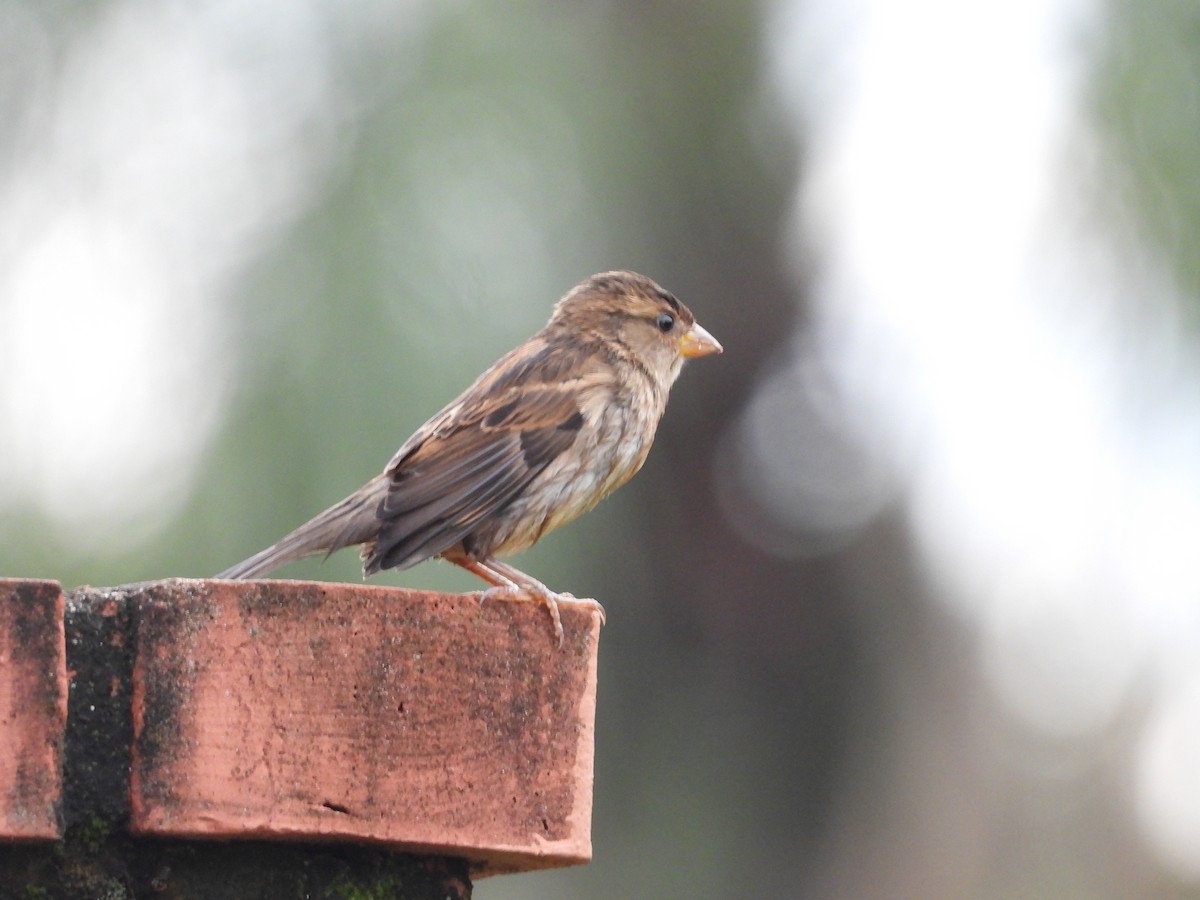 House Sparrow - Albeiro Erazo Farfán