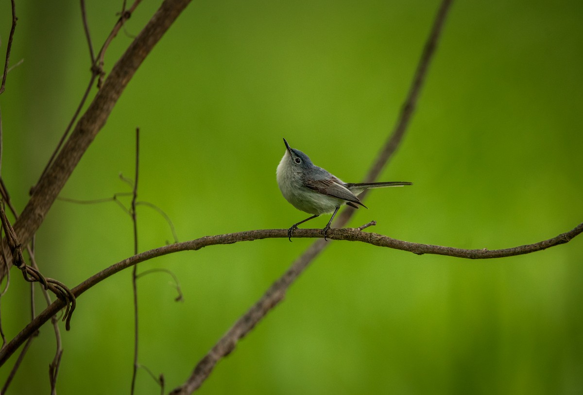 Blue-gray Gnatcatcher - Nathan Kennedy