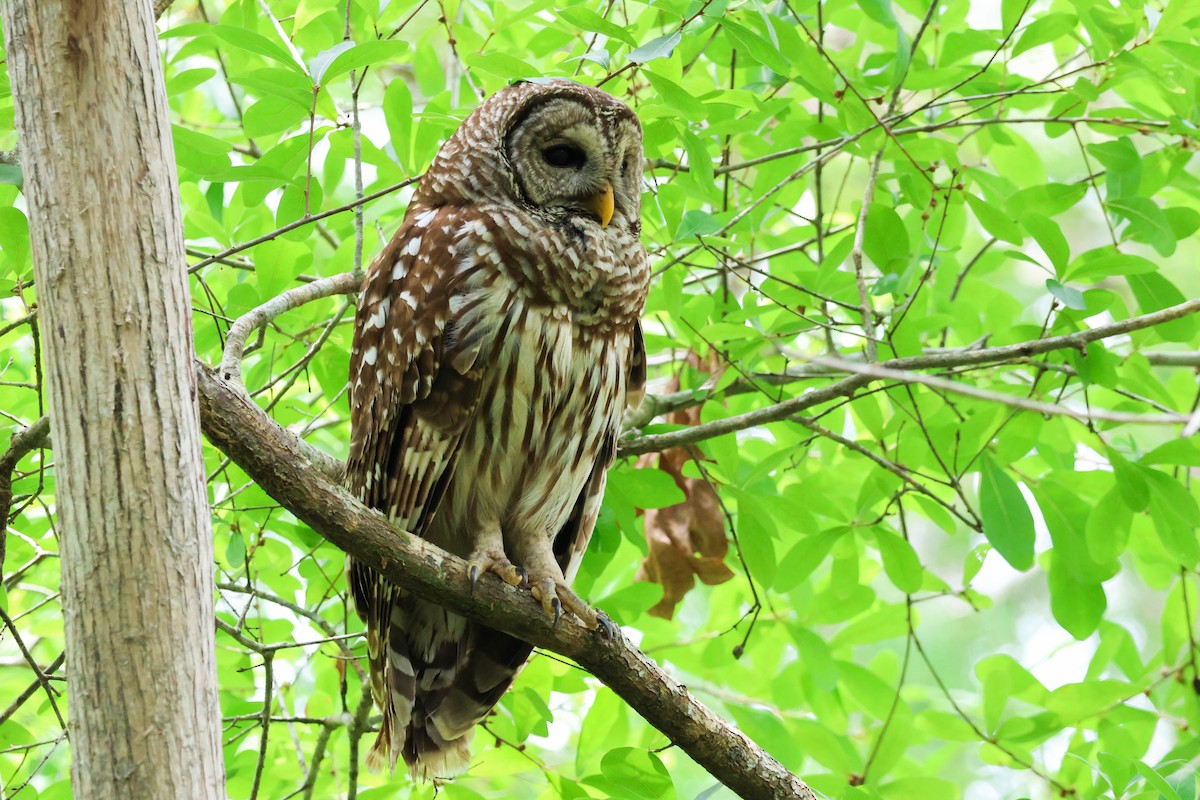 Barred Owl - ML619321609