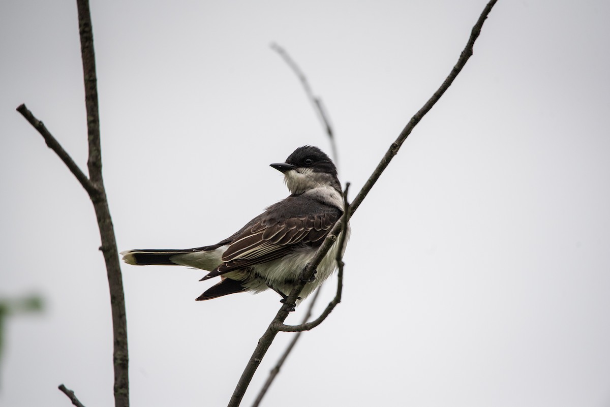 Eastern Kingbird - Nathan Kennedy