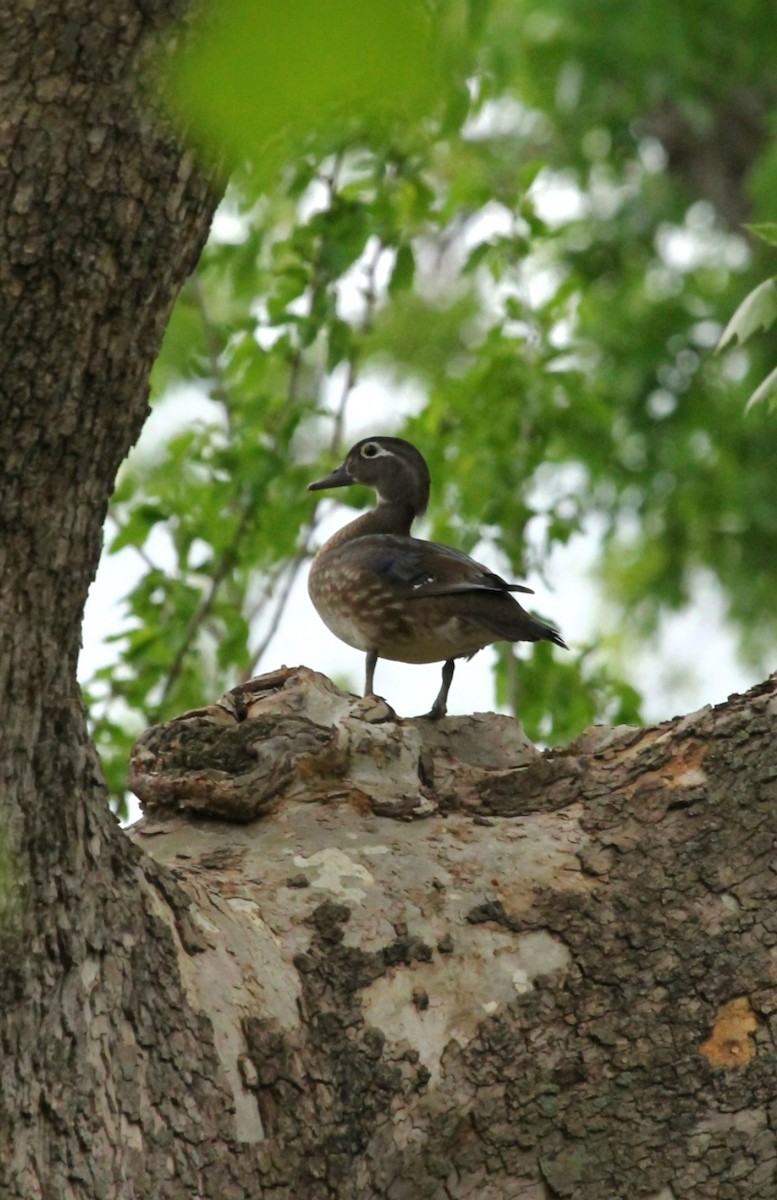 Wood Duck - Curt Fisher