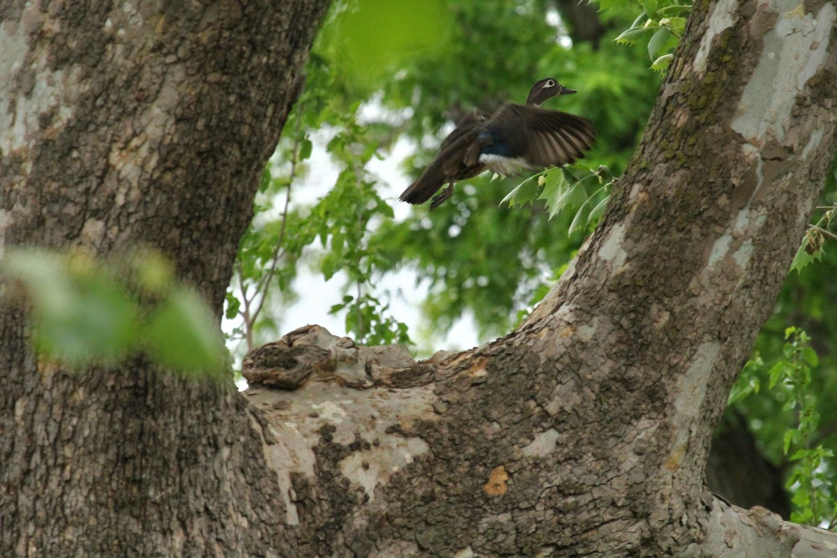 Wood Duck - Curt Fisher