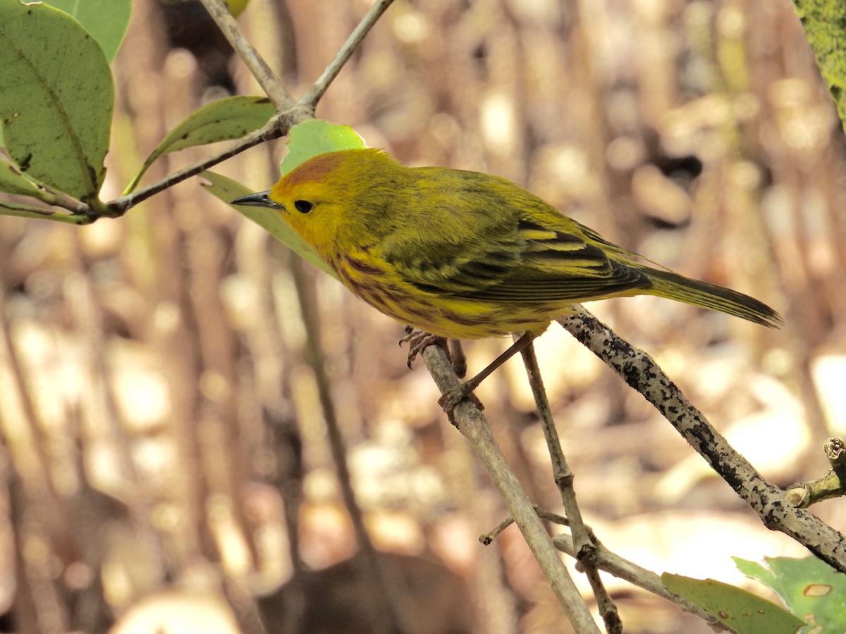 Yellow Warbler - ML619321630