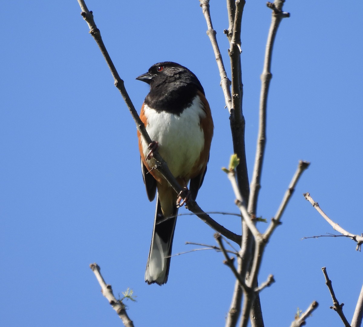 Eastern Towhee - Michelle Bélanger