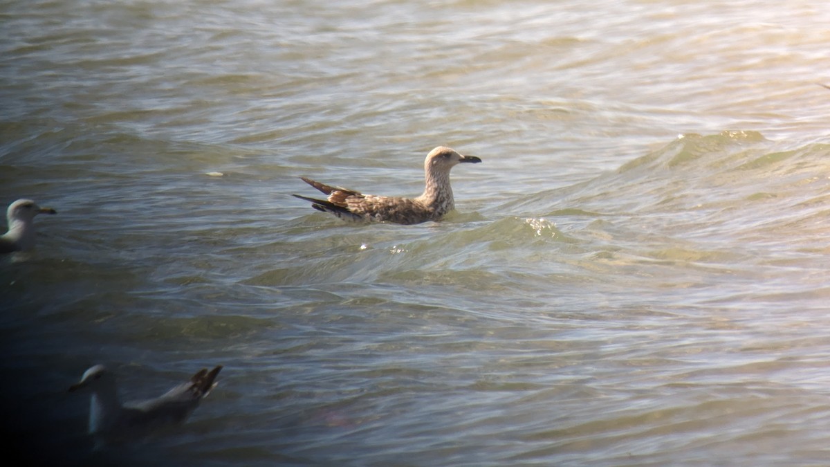 Lesser Black-backed Gull - Jennie Lanzendorf