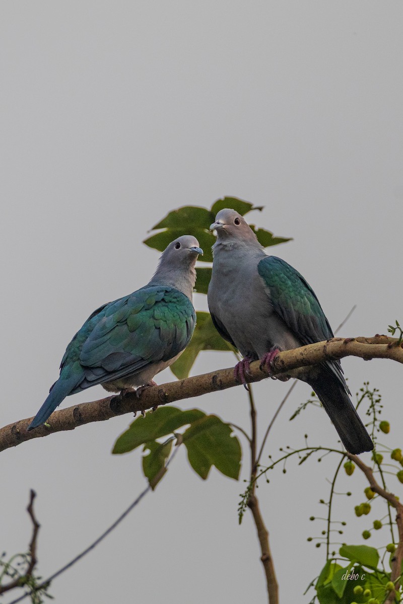 Green Imperial-Pigeon - Debojyoti Chakraborty