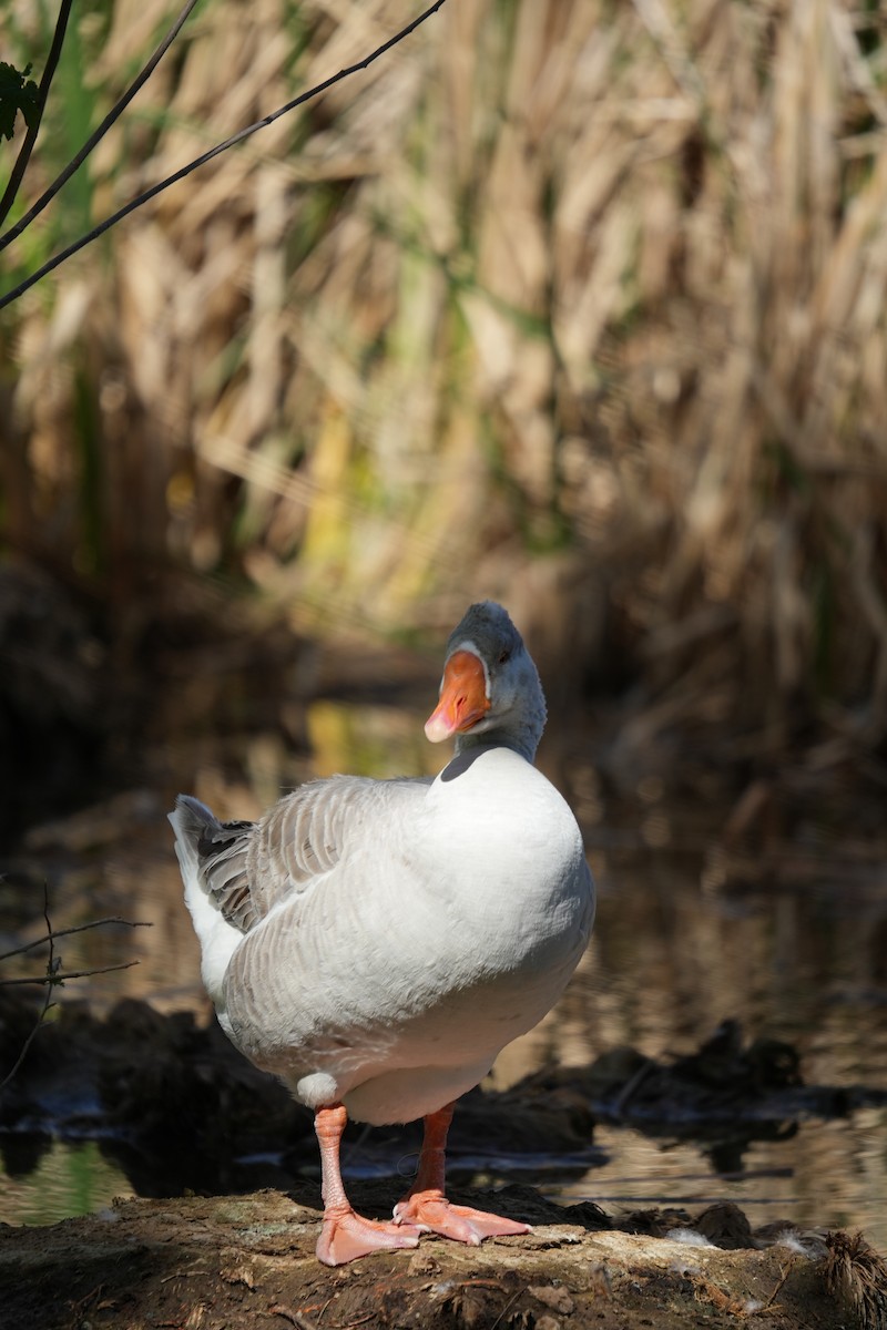 Greater White-fronted Goose - Christophe Rouleau-Desrochers