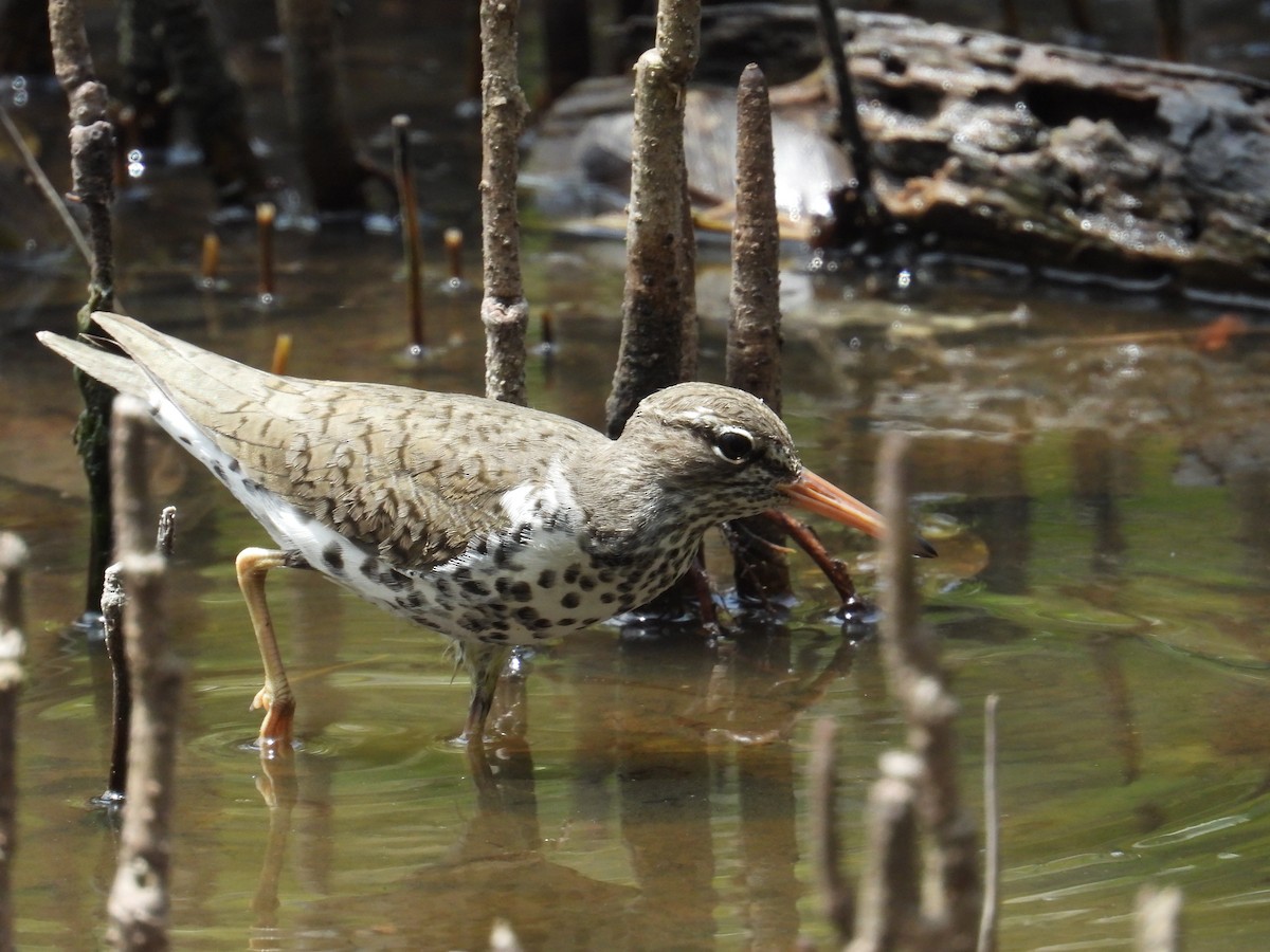 Spotted Sandpiper - ML619321687