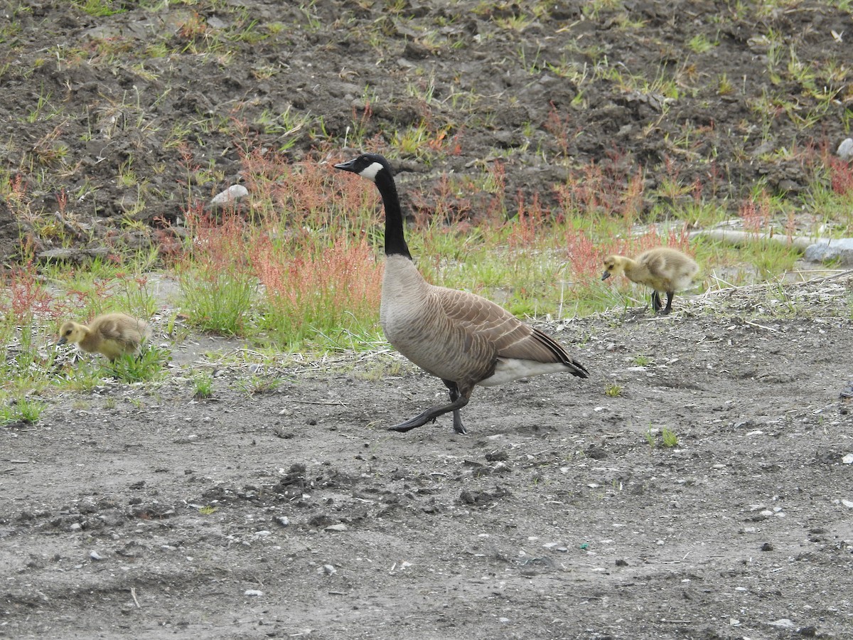 Canada Goose - ML619321689