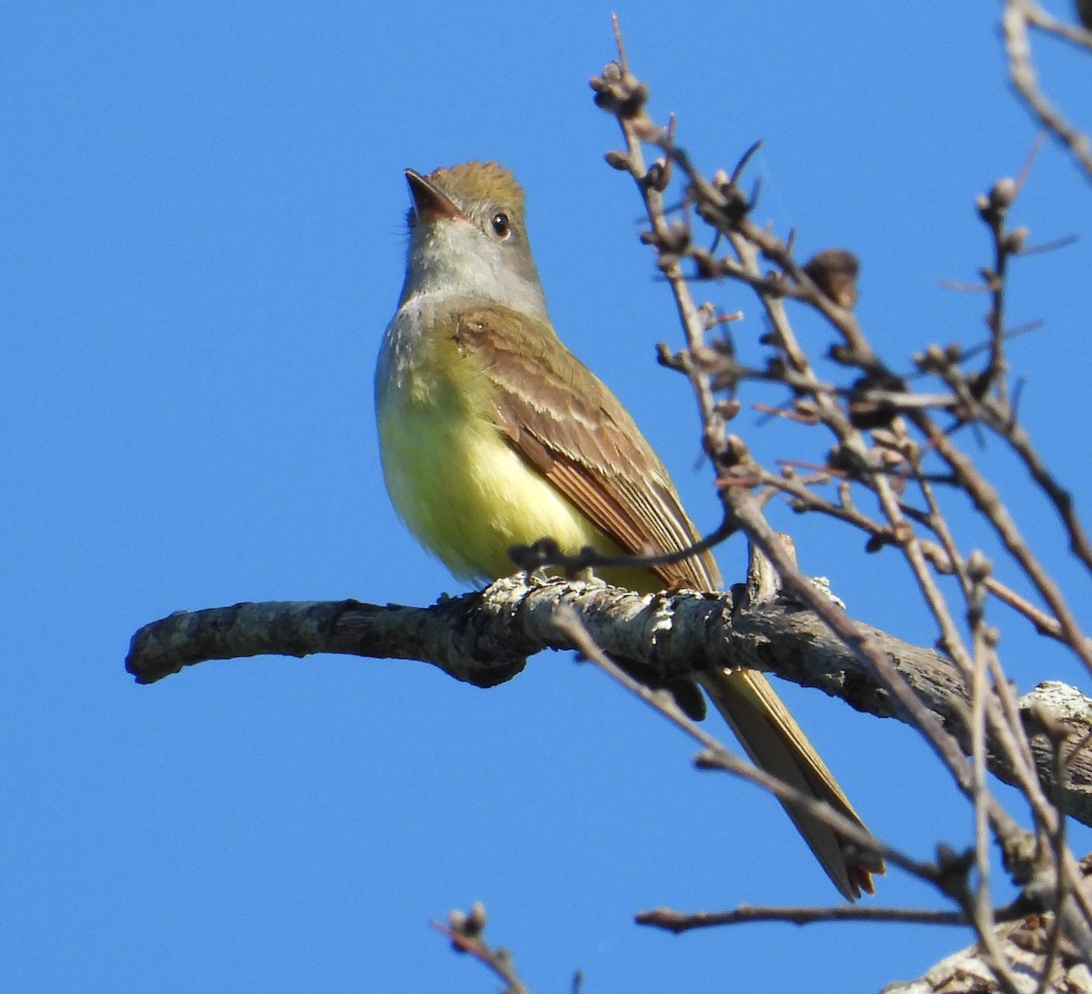 Great Crested Flycatcher - ML619321703