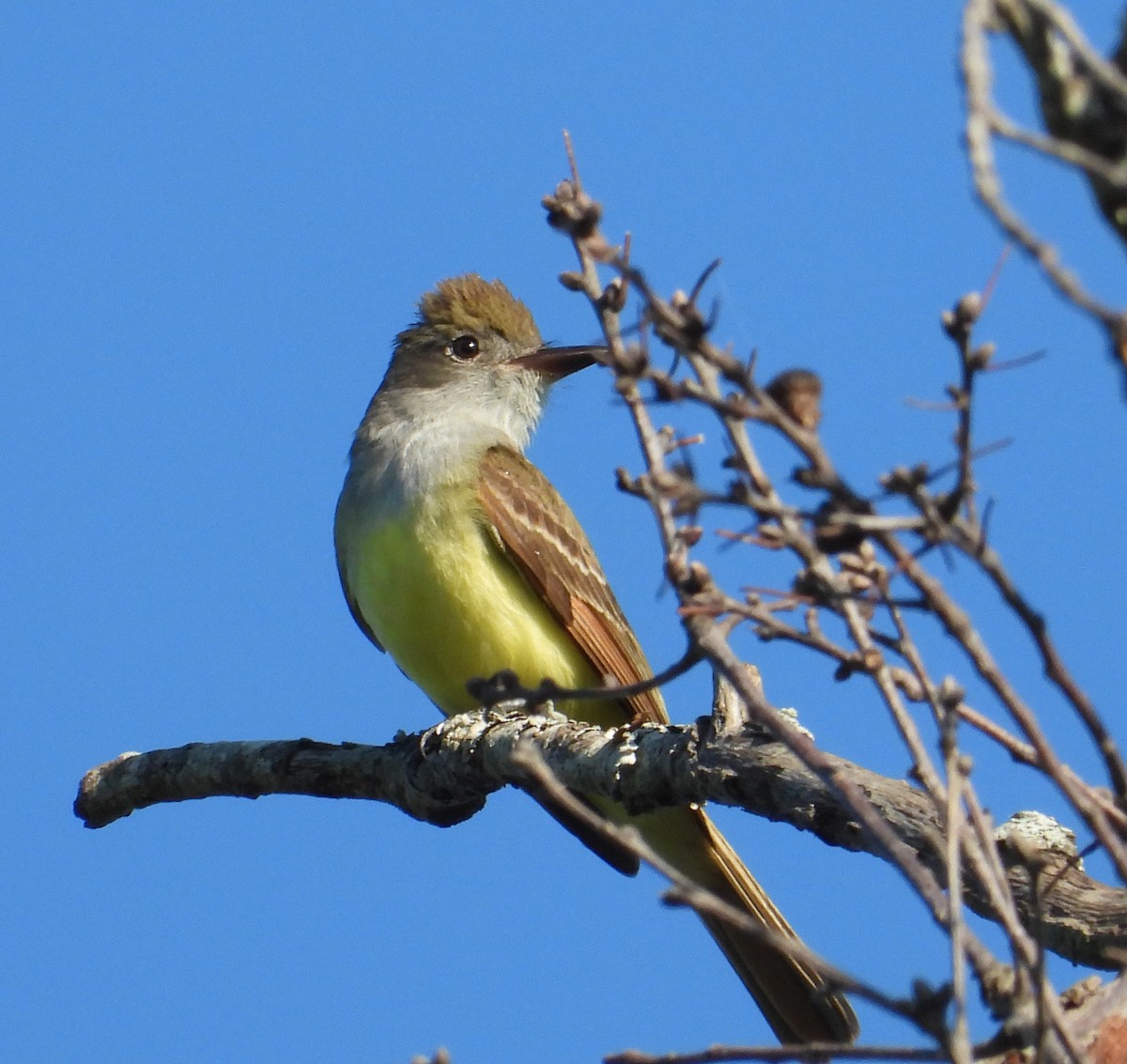 Great Crested Flycatcher - ML619321704