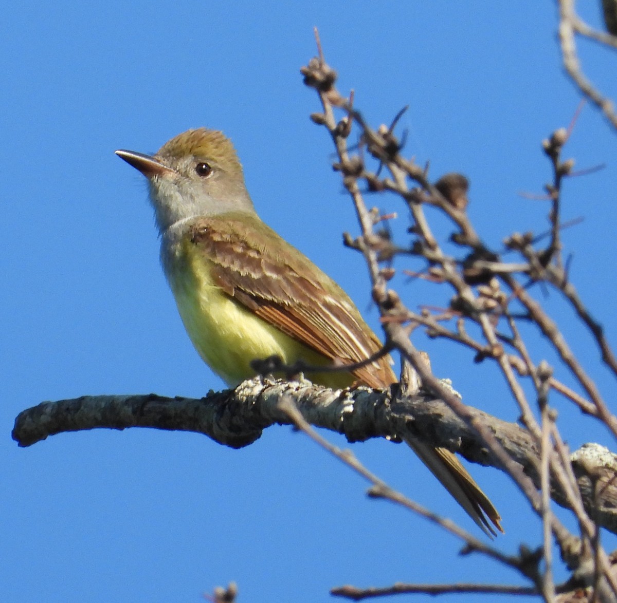 Great Crested Flycatcher - ML619321706