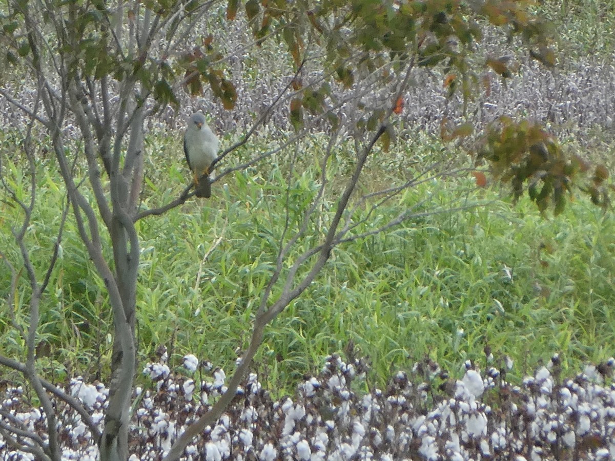 Gray Goshawk - Trevor Ross