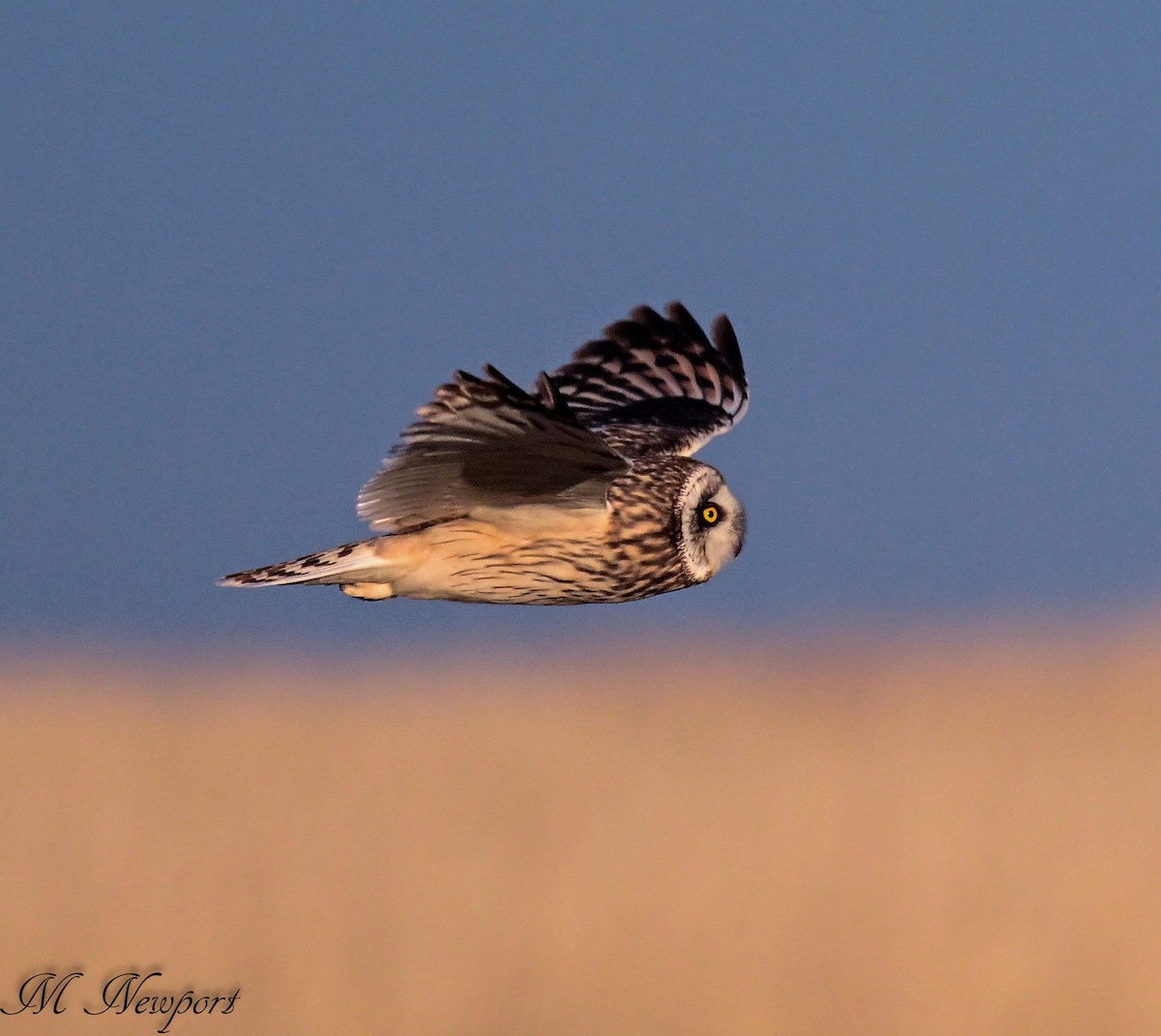 Short-eared Owl - matt newport