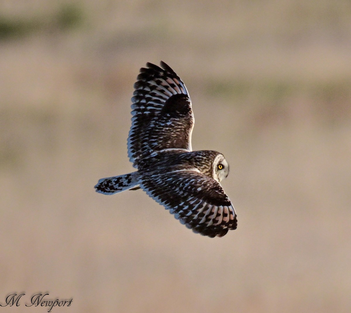 Short-eared Owl - matt newport