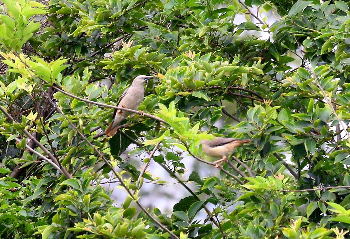 Chestnut-tailed Starling - Yun Ting Hsieh