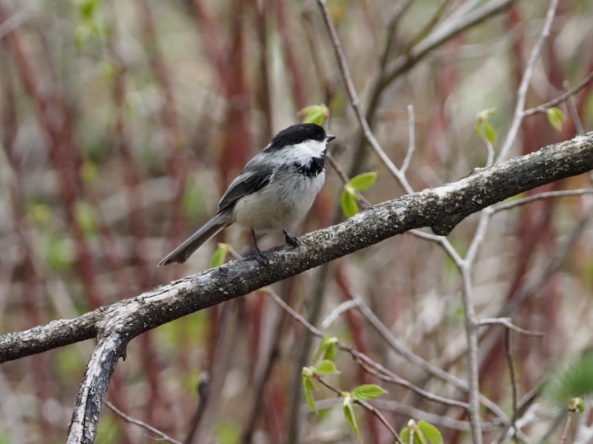 Black-capped Chickadee - David Zook