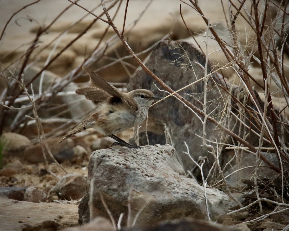 Rock Wren - ML619321821