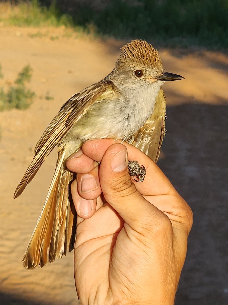 Ash-throated Flycatcher - Nancy Cox