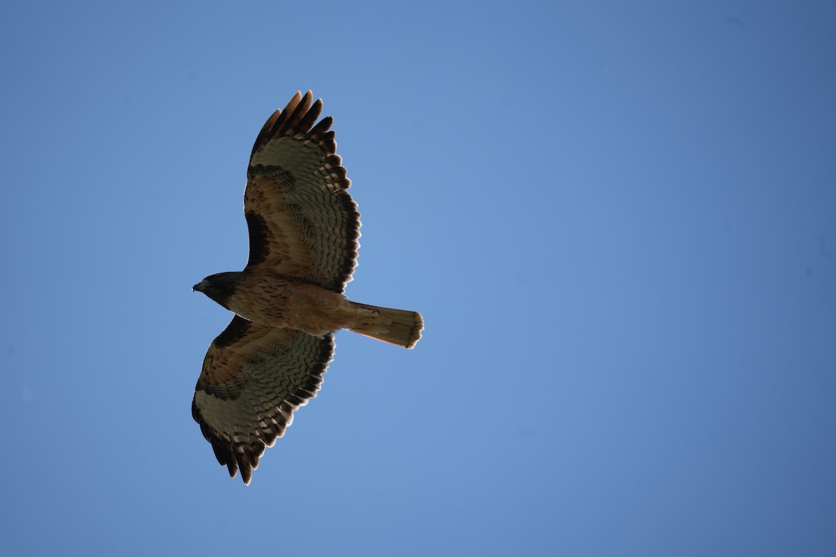 Red-tailed Hawk - Christophe Rouleau-Desrochers
