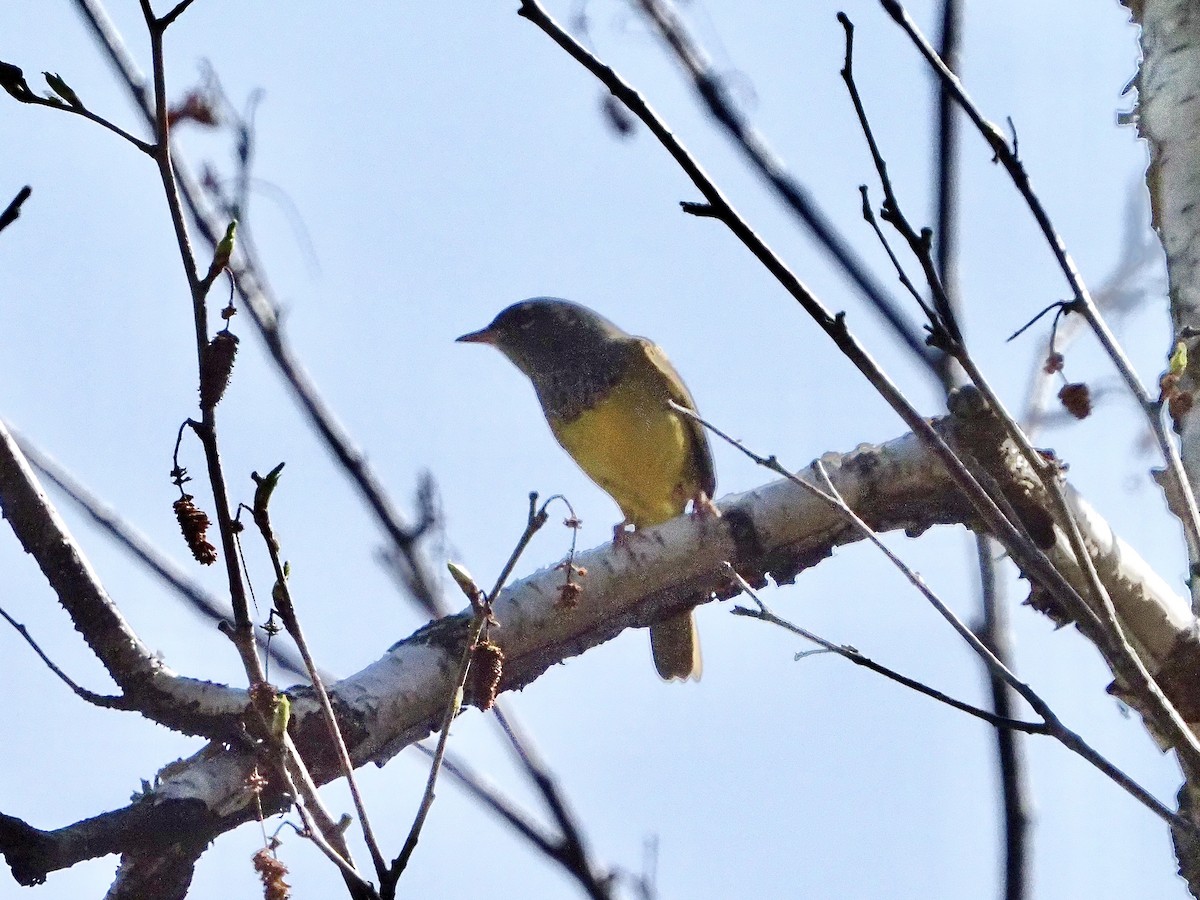 MacGillivray's Warbler - David Zook