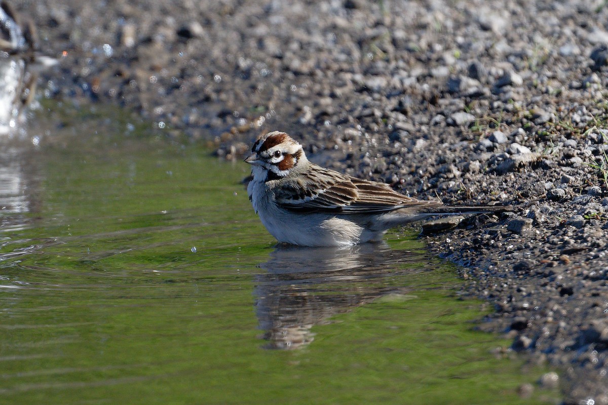 Lark Sparrow - Jan  Kool