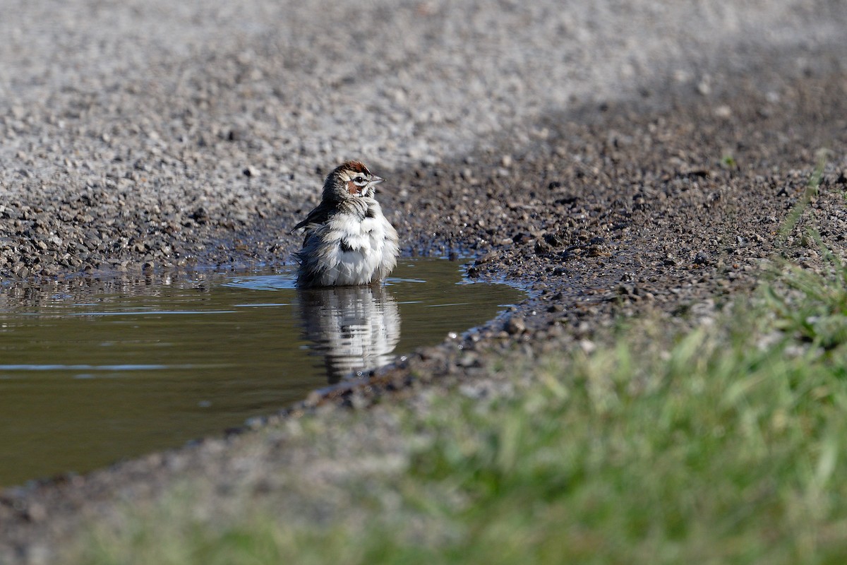 Lark Sparrow - ML619321850