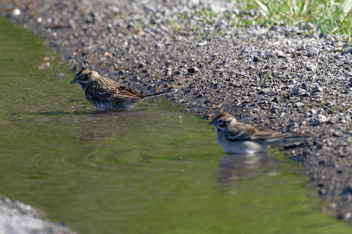 Lark Sparrow - ML619321851