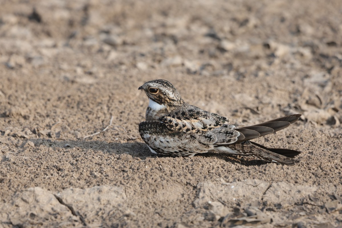 Common Nighthawk - L. Ernesto Perez Montes (The Mexican Violetear 🦉)