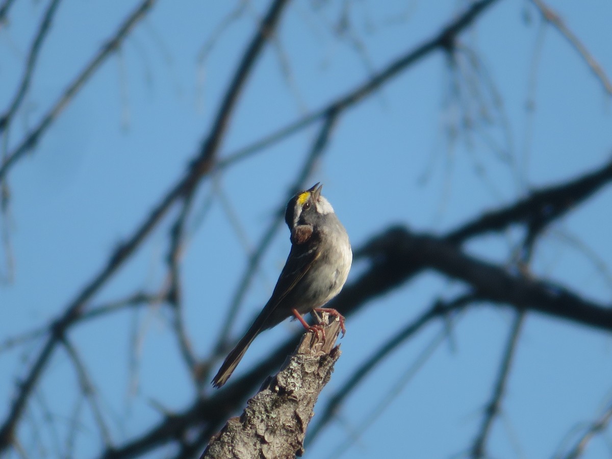 White-throated Sparrow - Christine Cote