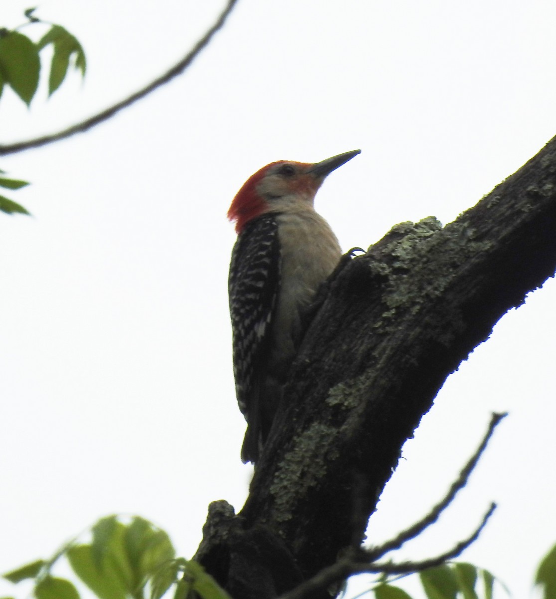 Red-bellied Woodpecker - Ed Escalante