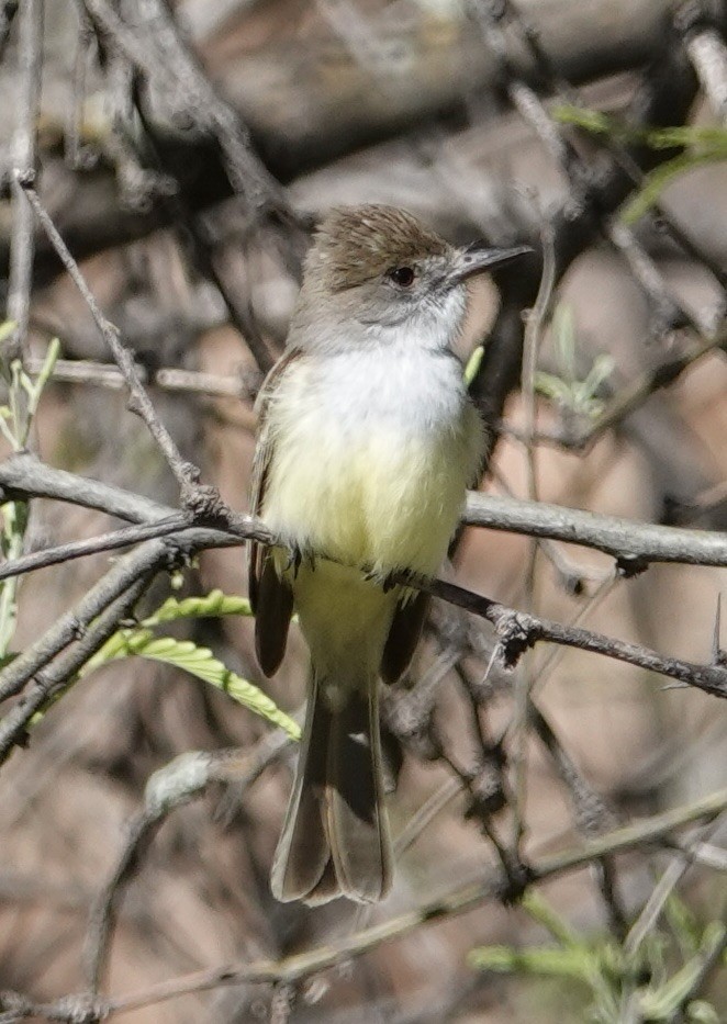 Brown-crested Flycatcher - Judith White