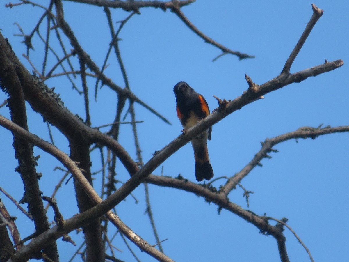 American Redstart - Christine Cote