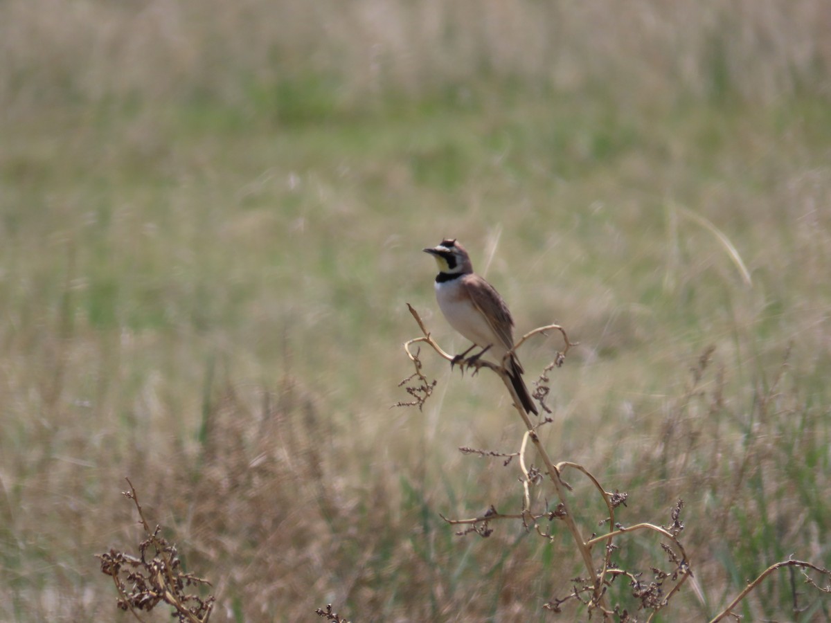 Horned Lark - Shay Howlin