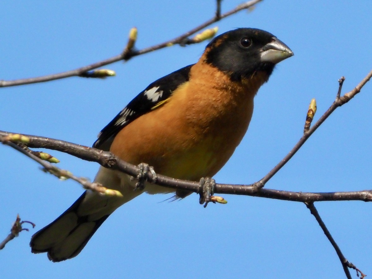 Black-headed Grosbeak - David Zook